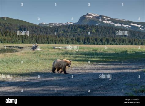 Blonde Brown Bear Cub In Front Of Slope Mountain Stock Photo Alamy