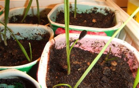 Юкка - выращивание из семян