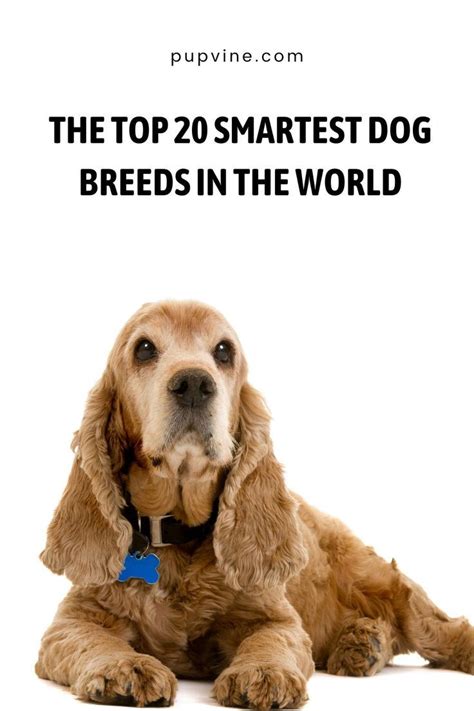 The Top 20 Smartest Dog Breeds In The World Smart Dog Dog Breeds