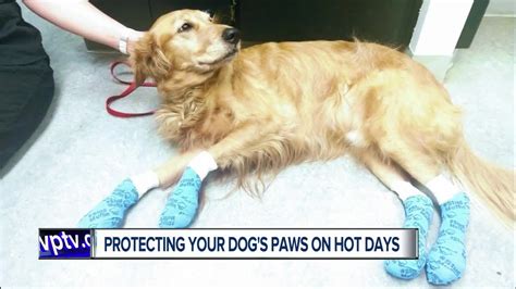 Protect Your Pet S Paws From Hot Pavement
