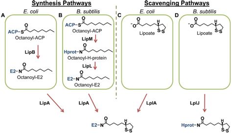 Lipoate Synthesis And Scavenging Pathways A Lipoate Synthesis As