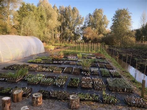 Bestelopties Stekkers Planten Voor Je Eetbare Tuin En Voedselbos