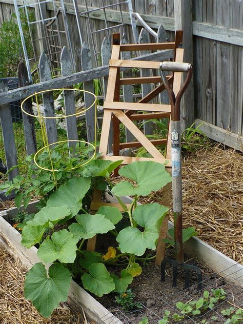 Growing Summer Squash On A Trellis
