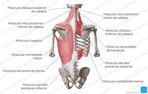 Musculo Das Costas Nomes - 8