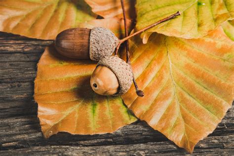 900 Free Acorn And Nature Images Pixabay