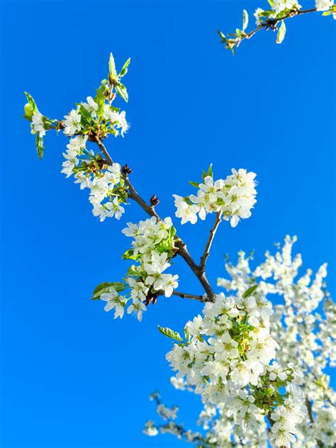 Flowering Cherry Tree Free Stock Photo - Public Domain Pictures