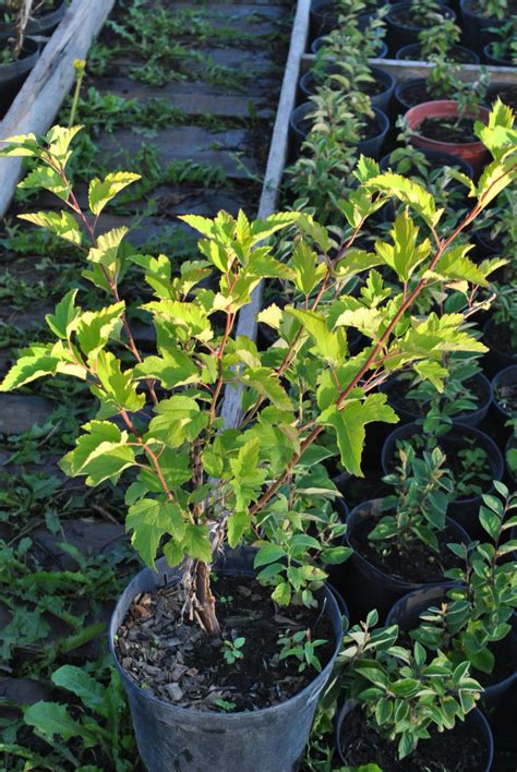 Спирея калинолистная пузыреплодник | Тюлячи