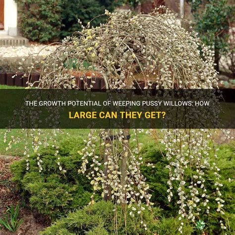 The Growth Potential Of Weeping Pussy Willows How Large Can They Get