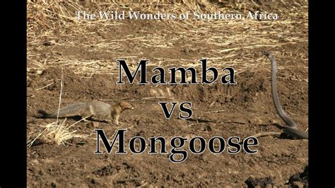 mongoose  black mamba