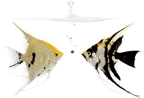 Лимнофила водная - водоросль для аквариума