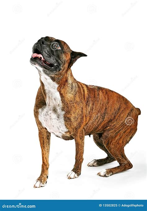 Brindle Boxer Lab Mix Dog Runs Into The Water Stock Image