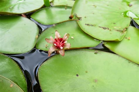 Weedpicker's Journal:: Aquatic Plants
