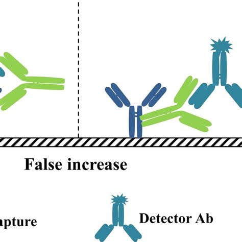 Effects Of Heterophilic Antibodies In The Sandwich Immunoassay