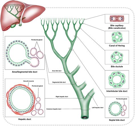 Expert Consensus On Pathological Diagnosis Of Intrahepatic