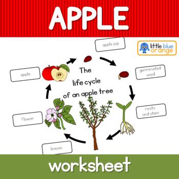 Apple tree life cycle worksheet by Little Blue Orange | TPT