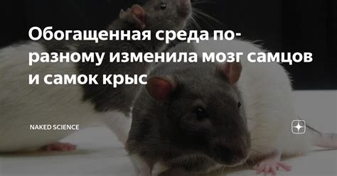 Обогащенная среда по разному изменила мозг самцов и самок крыс Naked Science Дзен