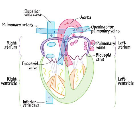 Gross Anatomy Glossary: Heart - Internal Features | ditki medical ...
