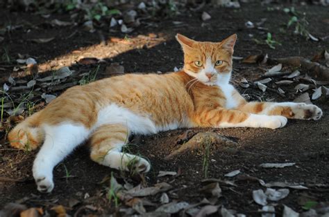 Cat Age Chart: Discover Their Age in Human Years
