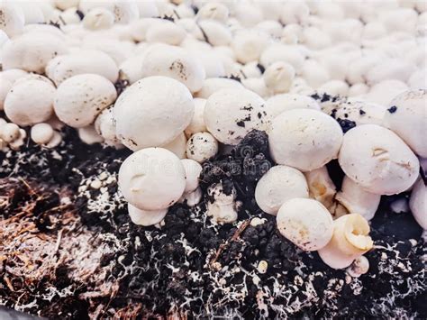 champignons mushrooms growing   mushroom farm mushroom production