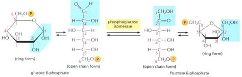 Glikolisis Jalur Embden-Meyerhof-Parnas – Biokimia Kedokteran – Caiherang