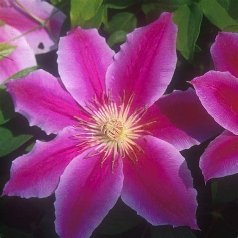 The President Clematis | Plant Addicts