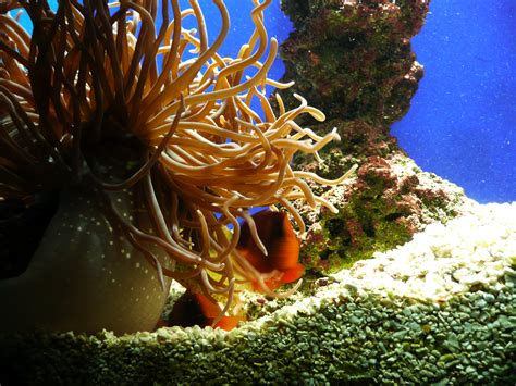 Морские Растения Картинки – Telegraph