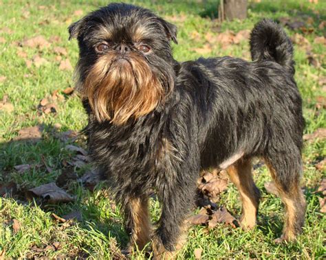Брюссельский гриффон (Brussels Griffon) - это веселая и дружелюбная ...