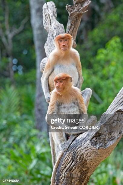 200 Long Nose Monkey Stock Photos High Res Pictures And Images