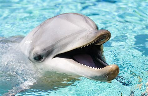 This Company Is Working On AI Technology To Translate Dolphin Language ...
