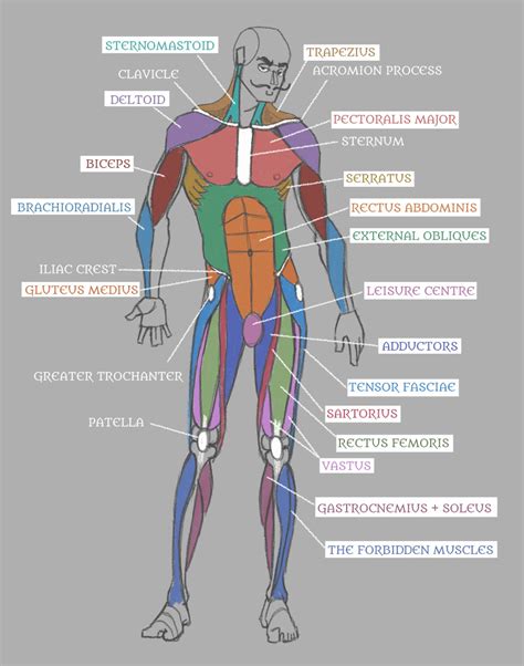 Human Anatomy: Muscles with Labels! by Pseudolonewolf on DeviantArt