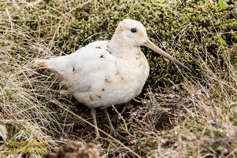 leucistic | ORNOSK – birds, landscape, weather