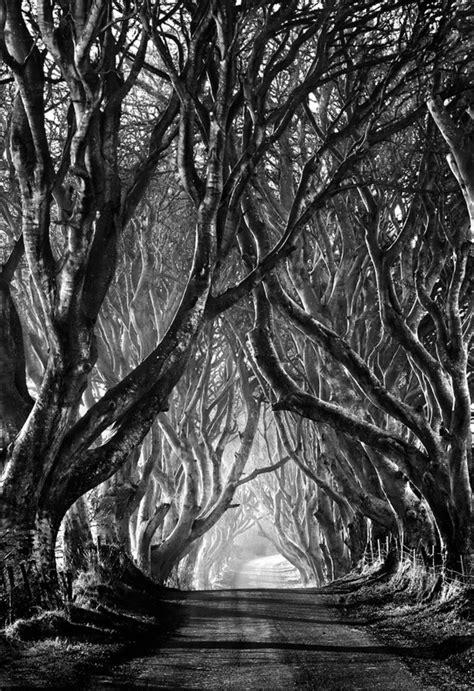 The Dark Hedges | Veerle's Blog 4.0