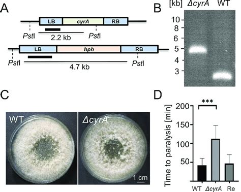 The Cyra Gene Is Required For Full Virulence A Scheme Of The