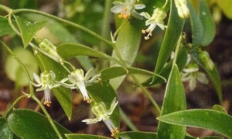 weed  bridal creeper tarrangower times
