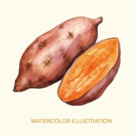 Premium Vector Watercolor Illustration Of Sweet Potato