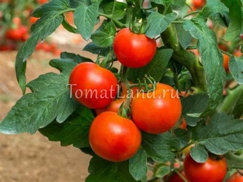 Томат Огни Москвы: описание сорта, ОТЗЫВЫ, фото, урожайность | tomatland.ru