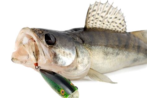 Fisch Zander Zander Auf Weißem Hintergrund Stock Bild Colourbox