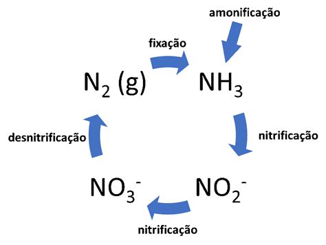 Ciclo Do Nitrogênio O Que é Como Funciona E Sua Importância