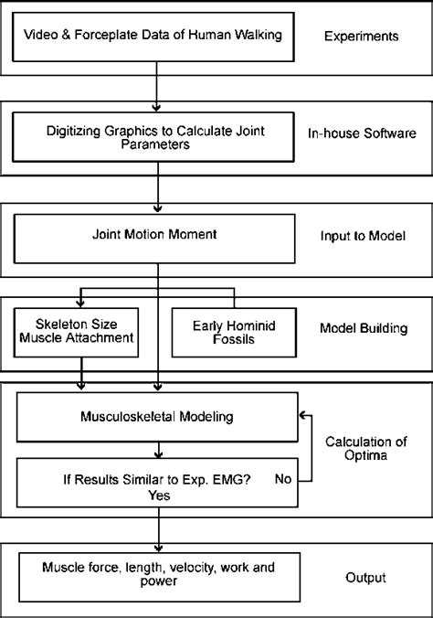 Figure From Comparison Of Inverse Dynamics Musculo Skeletal Models Of