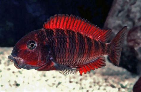 3 Tropheus Red Moliro Rare Aquarium Fish Live Aquarium Fish Cichlids