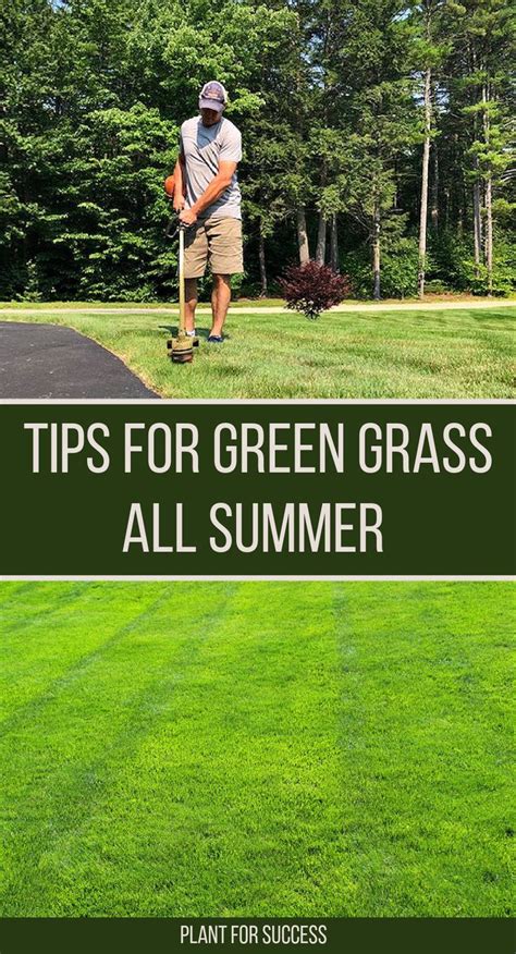 tips  green grass  summer summer lawn care lawn care lawn