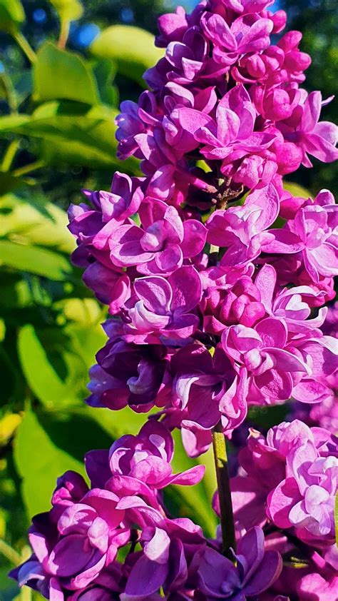 Lilacs Flowers Purple Free Photo On Pixabay Pixabay