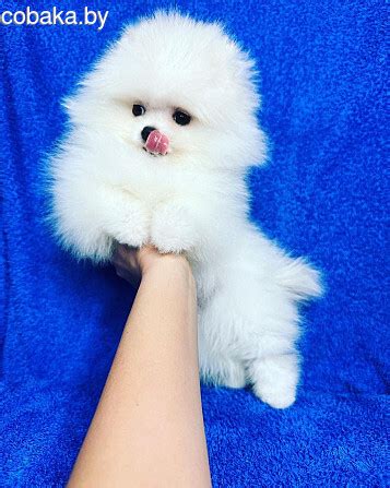 Щенки померанского шпица ищут новый любящий - Продажа Померанский шпиц ...