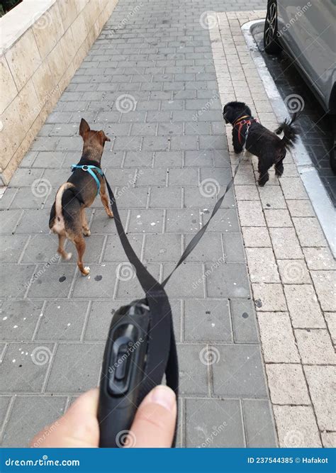 how to walk 2 dogs together