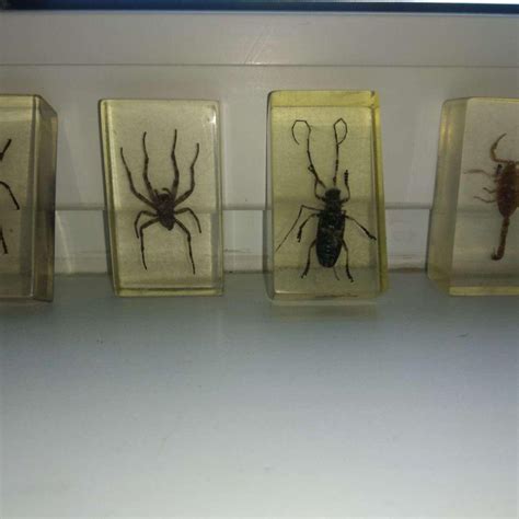 Насекомые в стекле – купить в Электроуглях, цена 800 руб., дата ...