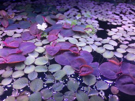 Floaters looking nice tonight : r/PlantedTank