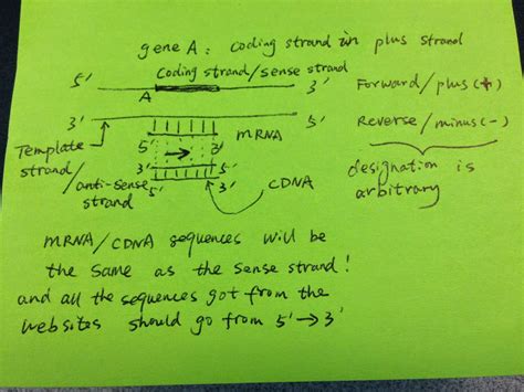 Diving Into Genetics And Genomics Understanding The Forward Strand And