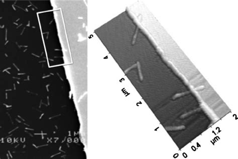 SEM Left And AFM Right Images Of The Same HgTe Nanowires Partly