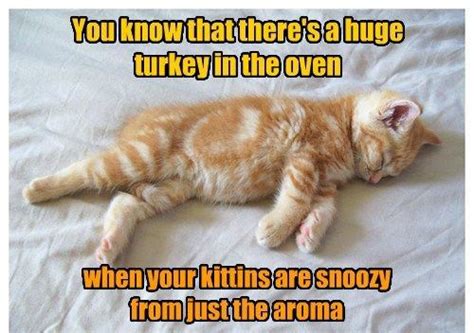 30+ Hilarious Cat Thanksgiving Memes For This Nov 2020 – KingdomOfCats