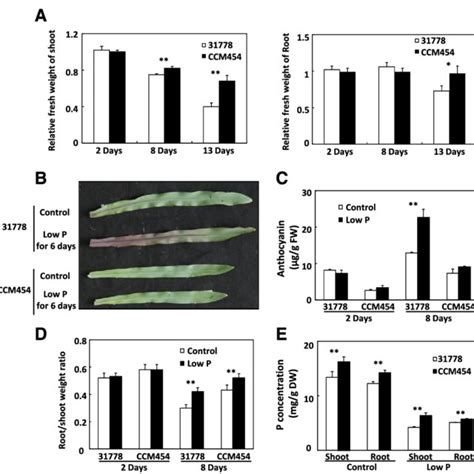 Phenotypic And Physiological Responses Of Maize Inbred Lines And